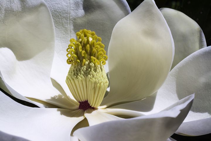 magnolia-1077384__480
