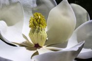 magnolia-1077384__480