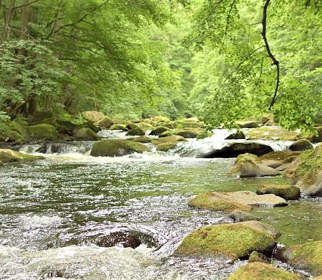 bode-1501371__480 (2)