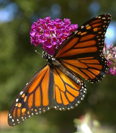 butterfly-2665318__480