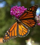 butterfly-2665318__480