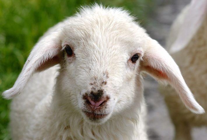 sweet Lamb
