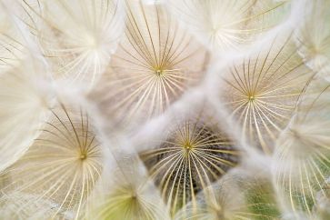 dandelions-691928__480